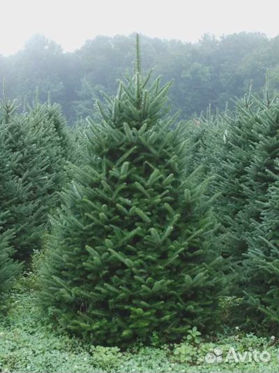 Ель 2м - 3,5м оптом и в розницу