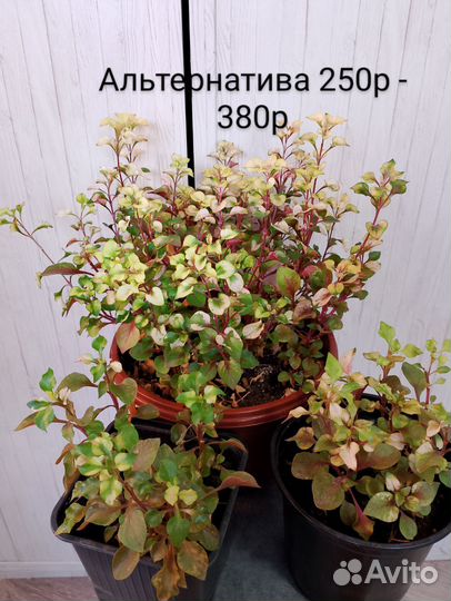 Комнатные растения (часть 2)