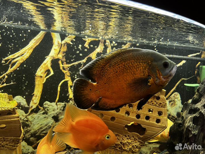 Астронотусы