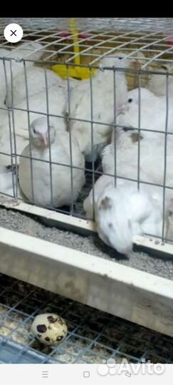 Яйцо перепелиное инкубационное