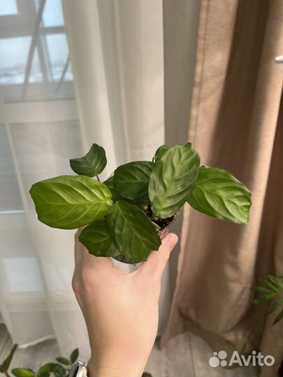 Маранта сильвер бэнд