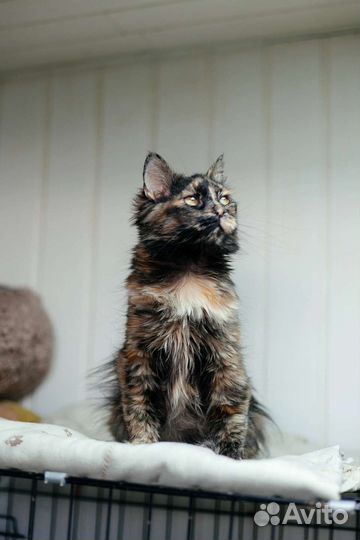 Кошка Люся ищет дом