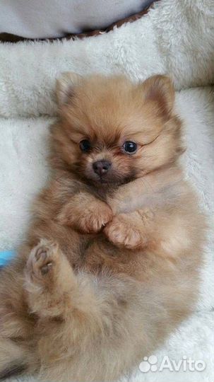 Щенки померанского шпица