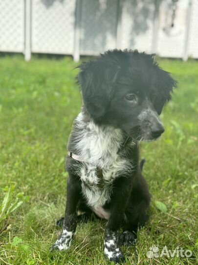 Щенок в добрые руки