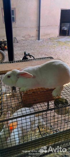 Кролики мясных пород