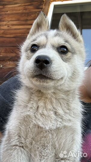 Отдам щенка