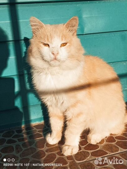 Персик ищет дом