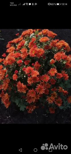 Хризантема шаровидная