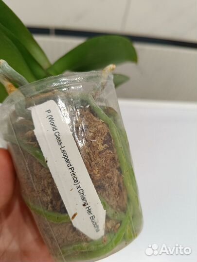 Орхидея фаленопсис биг лип