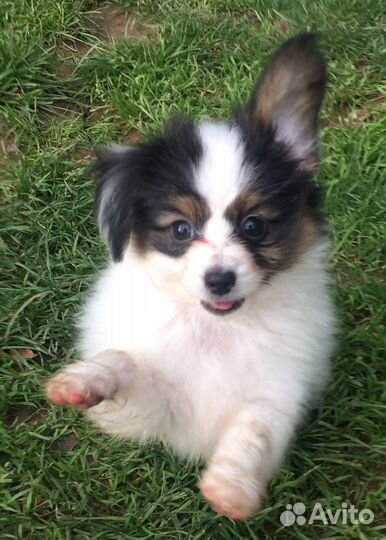 Милашки девчонки