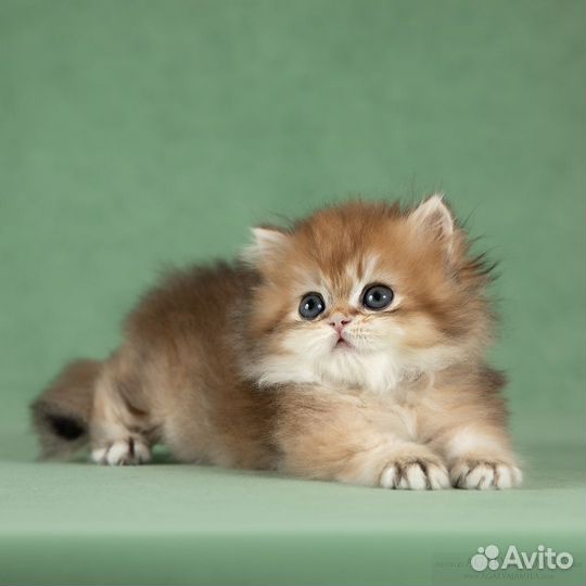 Котята золотые британские длинношерстные шиншиллы