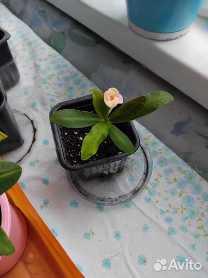 Молочай миля крупноцветковый Хамелеон