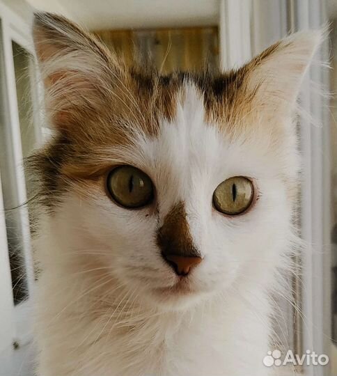 Кошечка Люси(стерилизованная)