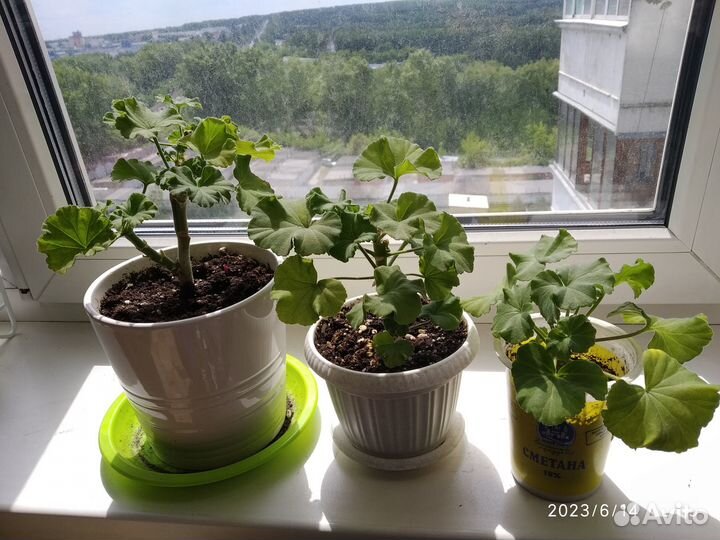 Пеларгония сортовая - черенки укорененные