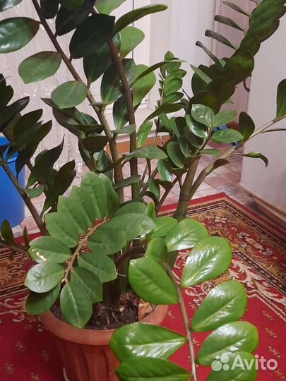 Замиокулькас