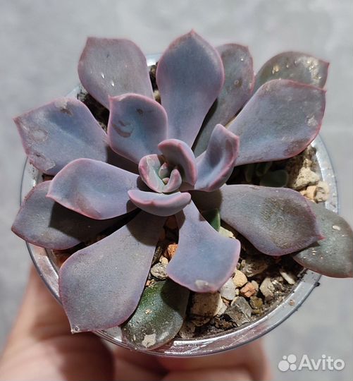 Суккуленты 3