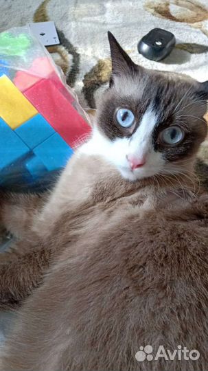 Потерялся кот