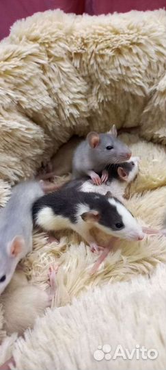 Крыса дамбо