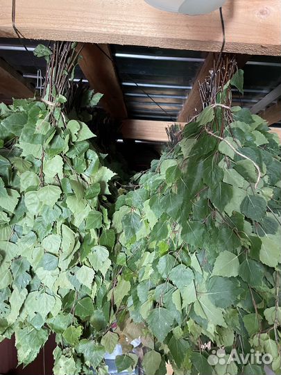 Веники для бани