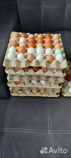 Яйцо куриное домашнее. Доставка