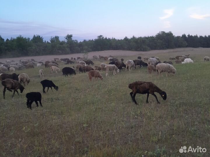 Курдючные бараны овцы