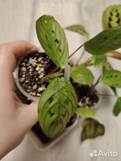 Маранта триколор