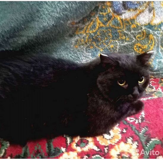 Котик Джо