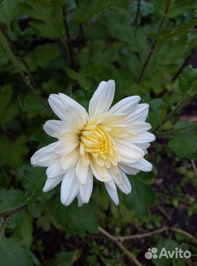 Хризантема.обыкновенная