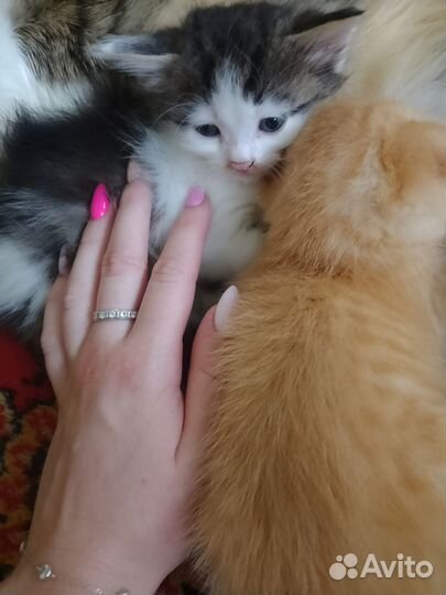 Отдам котят в добрые руки