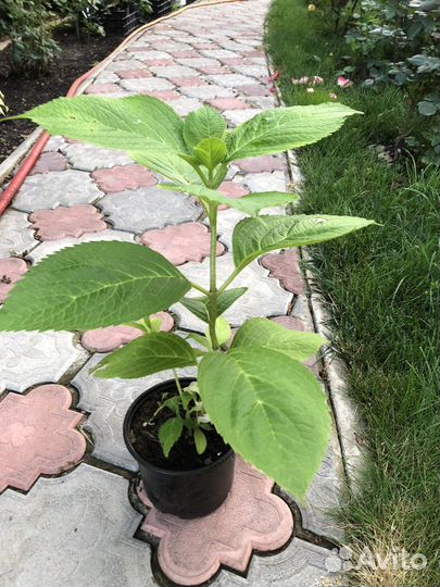 Гортензия крупнолистная