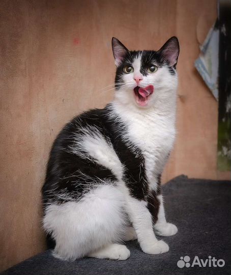 Кошка в добрые руки