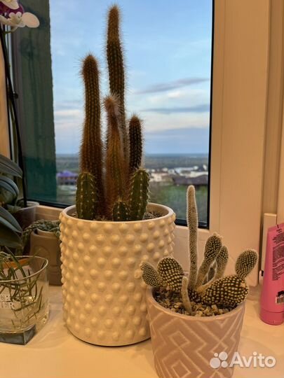 Кактус большой