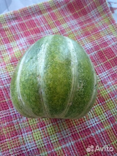 Семена.Огурдыня Лартон