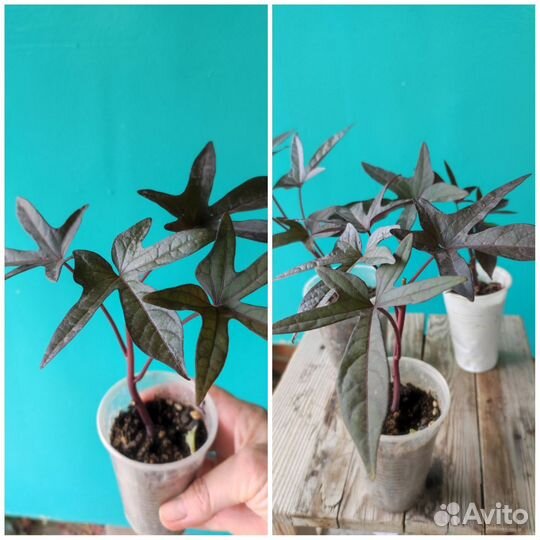 Ипомея батат