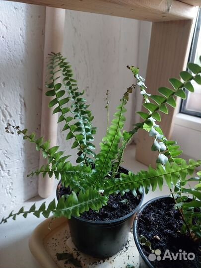 Папоротник