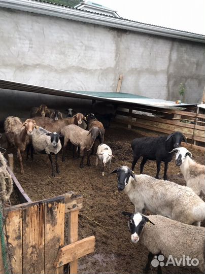 Овцы эдильбаевской породы