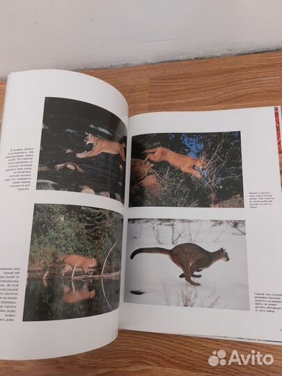 Книга о диких кошках