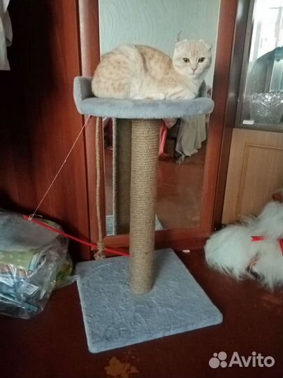 Шотландский кот в добрые руки