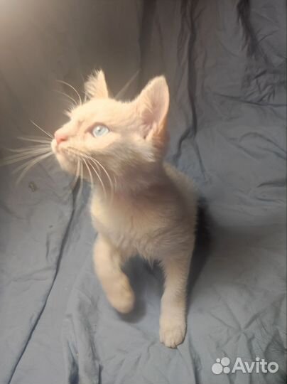 Котёнок в надёжные руки)