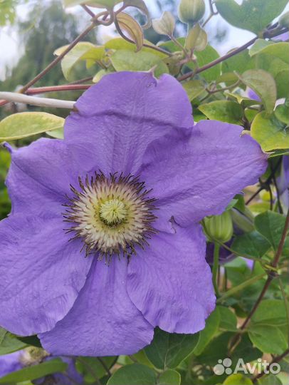 Саженцы клематиса 