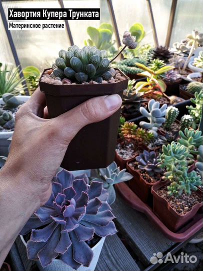 Суккуленты Хавортия
