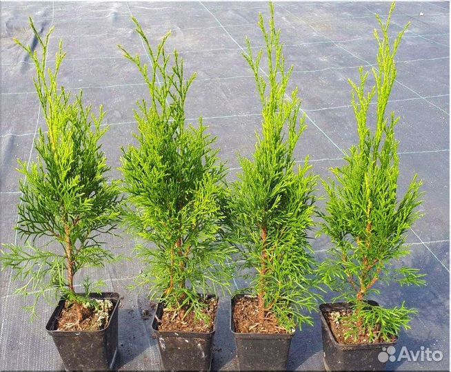Туя Смарагд горшок Р9/Оптом