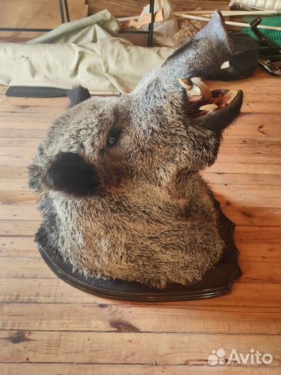 Чучело головы кабана