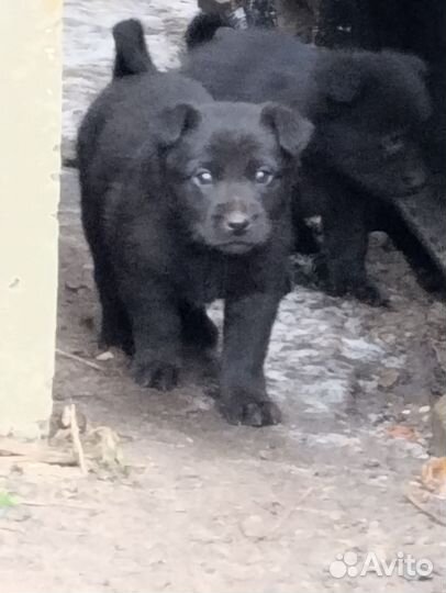 Щенки в добрые руки даром, двор терьер