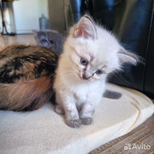 Отдадим в добрые руки очаровательных котят