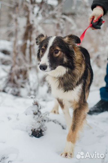 Собака Остин в добрые руки