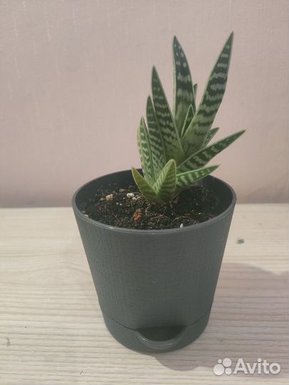 Суккуленты алоэ, рипсалис