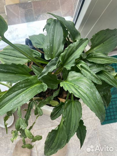 Дримиопсис100