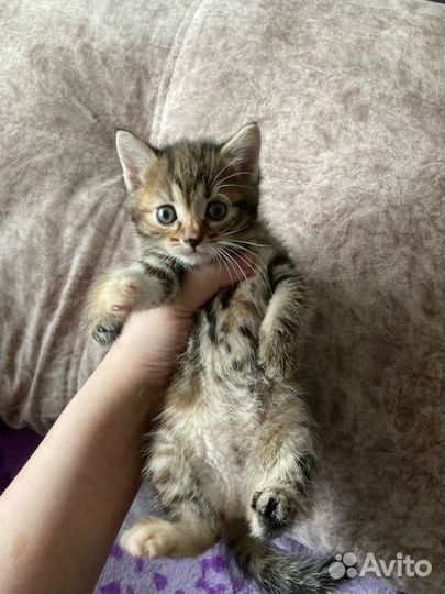 Отдаем котят в добрые руки