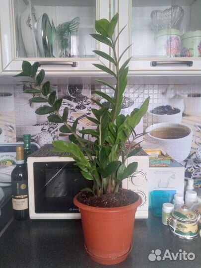 Комнатные цветы, Замиакулькас и Сансевиерия